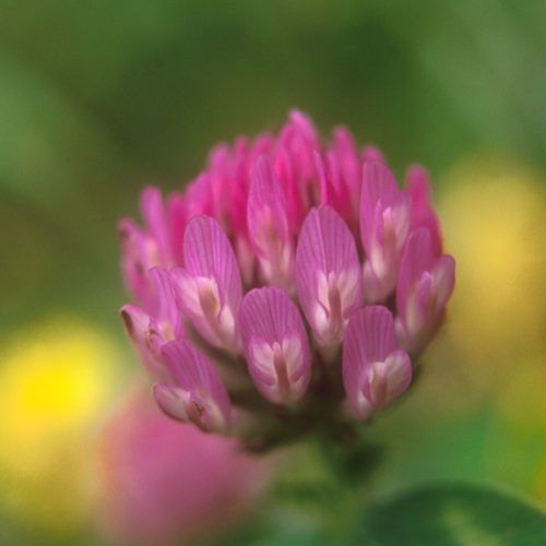 Trèfle rouge - Trifolium pratense - 10 ml
